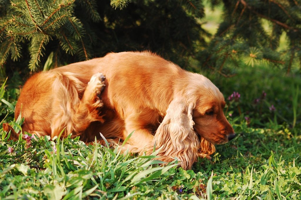 cocker spaniel dog scratching flea