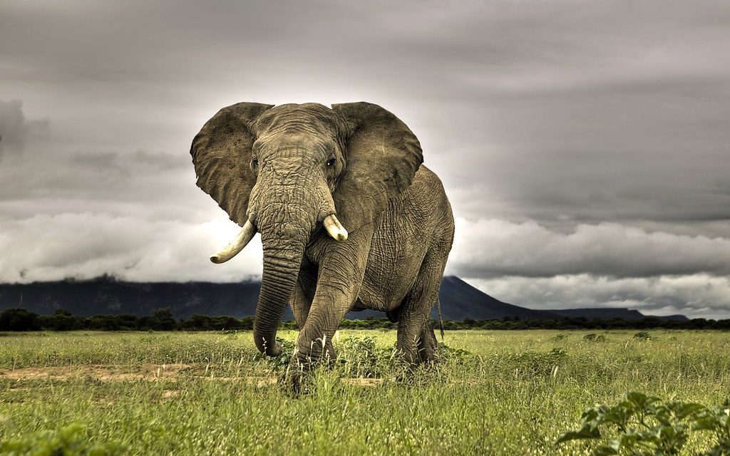 African Elephant Walking on Savanna Marakele National Park